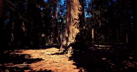 Tall sequoia tree casting shadows in a dense forest during the daytime Stock Illustration