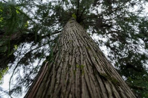 Tall sequoia tree view from bottom to top. Sequoia at the Botanical Garden Stock Photos