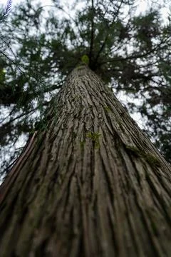 Tall sequoia tree view from bottom to top Sequoia at the Botanical Garden Stock Photos