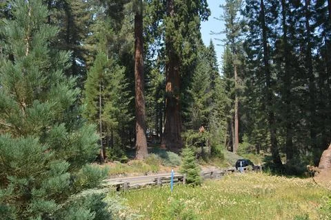 Tall Sequoia Trees Catch Sunlight on a Peaceful Forest Trail in Summer Stock Photos