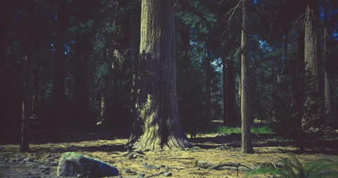 Tall sequoia trees in a serene forest setting during daytime Stock Footage 320829916