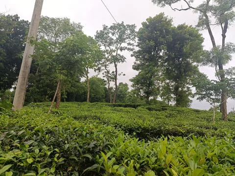 Tall Shade Trees Standing Over a Lush Tea Garden Stock Photos