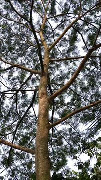 A tall, shady tree Stock Photos