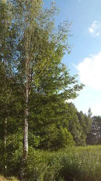 Tall silver birch tree growing on the edge of a lush green forest Stock Photos