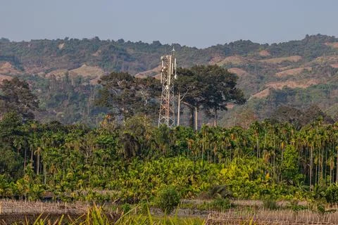 Tall silver mobile network tower rising above dense green palm forest with s Stock Photos