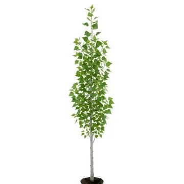 Tall slender birch tree in a round black pot Stock Photos