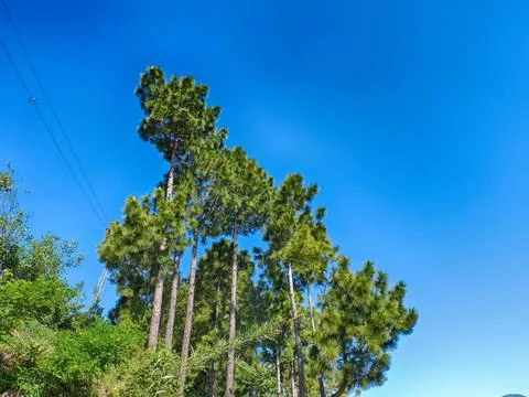 Tall, slender chir pine trees and clean blue sky in Raventy Village of Murre Fotos Stock