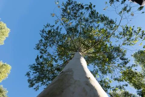 Tall, slender Eucalyptus tree with drooping branches and elongated leaves Stock Photos