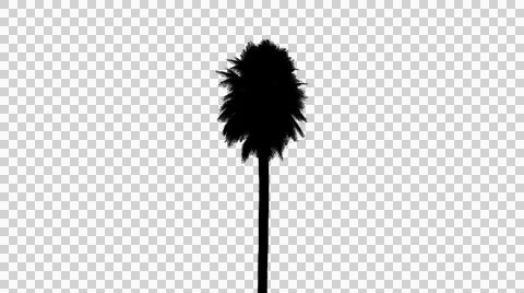 Tall slender palm tree in a sharp black silhouette isolated on transparent .. Stock Illustration