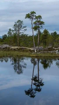 Tall, Slender Pine Trees Reflected in Serene Mountain Lake Stock Photos