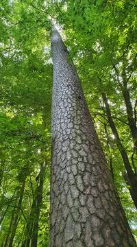 Tall slender pine trunk. View up from the heel to the crown of the tree. Stock Photos