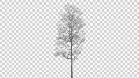 Tall slender tree with sparse upper branches isolated transparently 스톡 일러스트