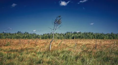 Tall, slender tree standing gracefully in vast grass field under clear blue s Stock Photos