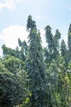 Tall Slender Trees With Drooping Green Leaves Stock Photos