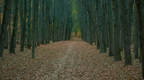 Tall slender trees Stock Footage 62945924