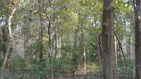 Tall slender trees Stock Footage 333262068