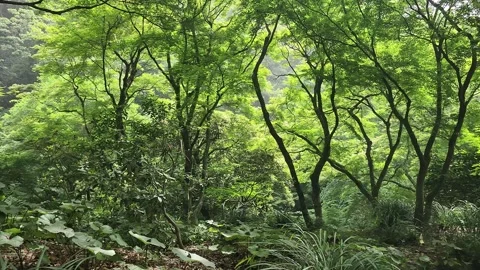 Tall slender trees form a dense green canopy 스톡 동영상 337697761