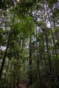 Tall slender trees stretch up toward a lush rainforest canopy in soft sunligh Foto stock