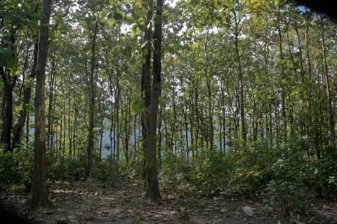Tall Slim Trees Stock Photos