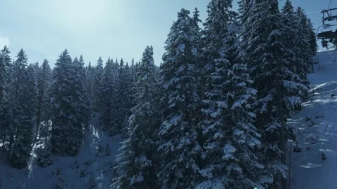 Tall snow-covered pine trees in an alpine forest. Vídeos de archivo 342341715
