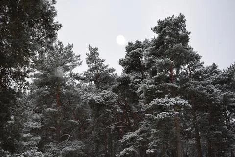 Tall Snow Covered Pine Trees Canopy Under Overcast Winter Sky Stock Photos
