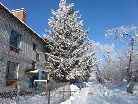 A tall snow-covered spruce tree against the backdrop of a brick house. Stock Photos