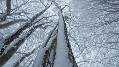 Tall snow-covered trees captured from a dramatic upward perspective in winter Stock Footage 296805746