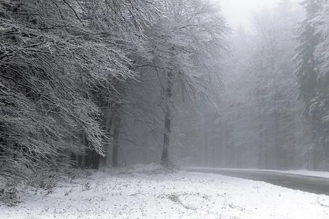 Tall snow covered trees on the side of the road in a forest that leads up t.. Stock Photos