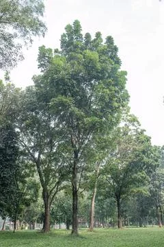 Tall Specimen Tree with Broad Crown in Green Parkland Stock Photos