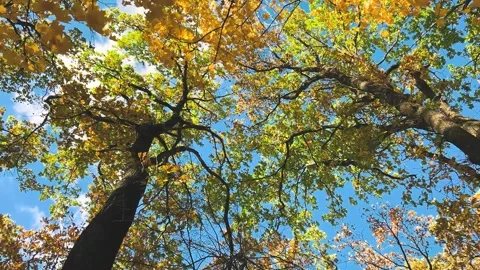 Tall, spreading maple and oaks trees with yellow leaves. Stock Footage 321487855