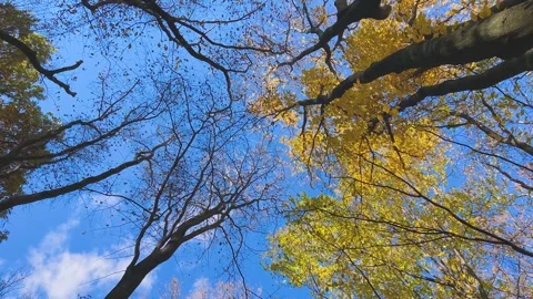 Tall, spreading maple trees with yellow leaves are swaying in the wind. Video stock 321155881