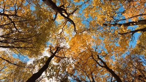 Tall, spreading maple trees with yellow leaves are filming from a low angle Stock Footage 321156812