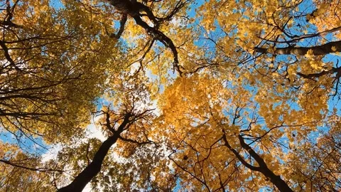 Tall, spreading maple trees with yellow leaves are filming from a low angle 库存影片 321490967