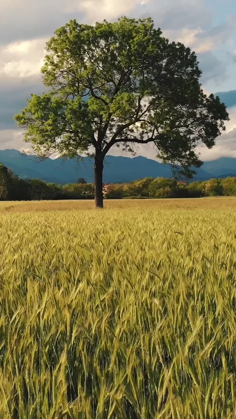 Tall spreading tree with lush green crown among golden wheat stalks against Video stock 313985143
