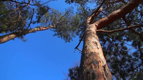Tall spring pine trees with green needles and light brown bark in spring park  Vídeo Stock 74155392