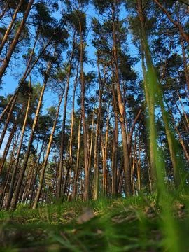 Tall Spring Pines With Sunlight Between Branches Stock Photos