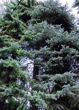 A tall spruce tree grows in the forest, decorating the environment. Stock Photos