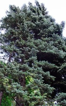 A tall spruce tree grows in the forest, decorating the environment. Stock Photos
