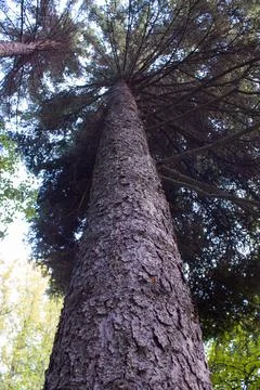 A tall spruce tree grows in the forest, decorating the environment. Stock Photos