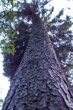 A tall spruce tree grows in the forest, decorating the environment. Stock Photos