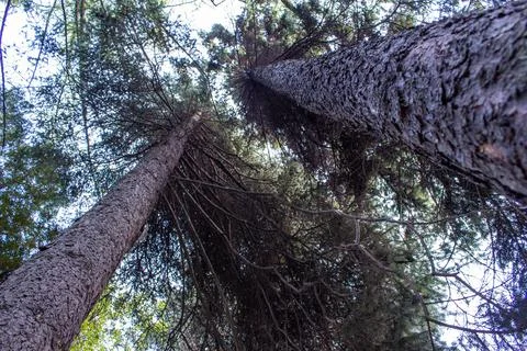 A tall spruce tree grows in the forest, decorating the environment. Stock Photos