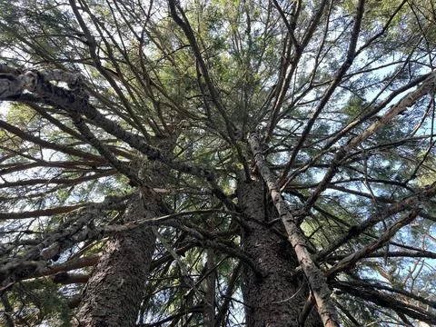 Tall Spruce Tree Trunks and Green Canopy Looking Up in Forest Stock Photos