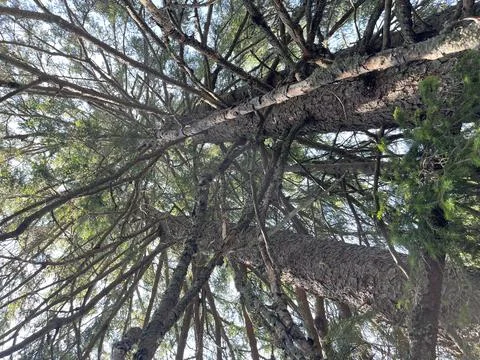 Tall Spruce Tree Trunks and Green Canopy Looking Up in Forest Stock-Fotos