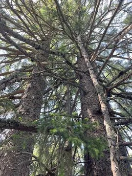 Tall Spruce Tree Trunks and Green Canopy Looking Up in Forest Stock Photos