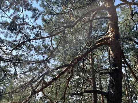 Tall Spruce Tree Trunks and Green Canopy Looking Up in Forest Stock Photos