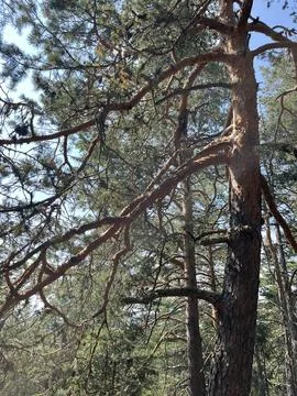Tall Spruce Tree Trunks and Green Canopy Looking Up in Forest Fotos Stock