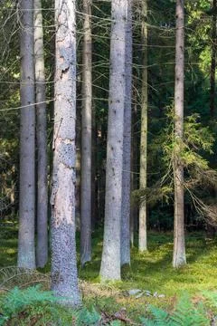 Tall spruce tree trunks standing in a green forest Fotos Stock