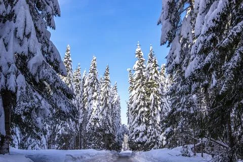 Tall spruce trees completely covered with snow along the road to Pokljuka Фото