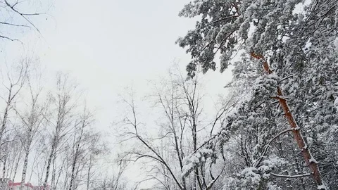 Tall spruce trees covered with snow in frosty winter landscape Stock Footage 113073405