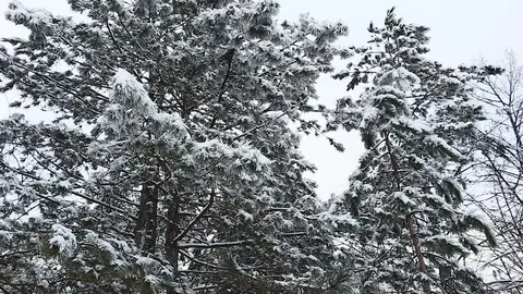 Tall spruce trees covered with snow in frosty winter landscape Stock Footage 113073408